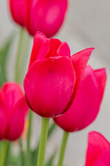 Pink Tulip