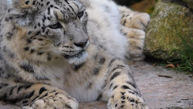 A female snow leopard is resting on a rock 