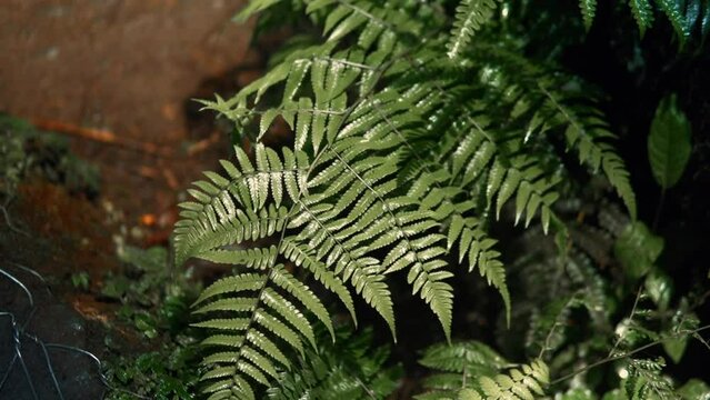Overhead View Of Wet Green Fern Misted By A Waterfall In Lombok, Indonesia.