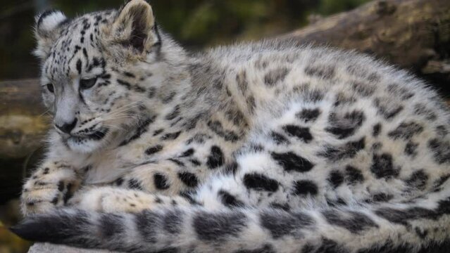 A baby snow leopards resting on a rock 