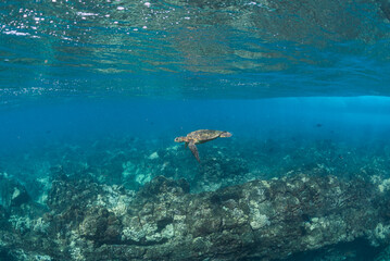 Naklejka na ściany i meble Green sea turtle swimming over rocky reef in clear blue ocean water