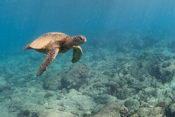 Obraz na płótnie Canvas Hawaiian green sea turtle swimming over reef in turquoise ocean water