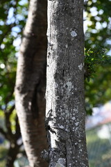 Firethorn ( Pyracantha coccinea ) berries. Rosaceae evergreen shrub. Flowers bloom in spring and the berries ripen red from late fall to winter.