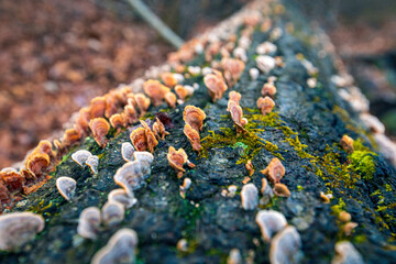 Wild mushroom on a forest floor