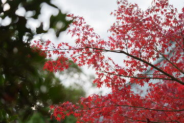 紅葉　お寺　leaves changing color