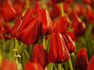 Tulipa hungarica.