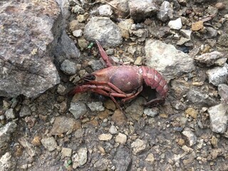 American Red Crayfish in Muddy Rocky Environment in Manhattan, Kansas