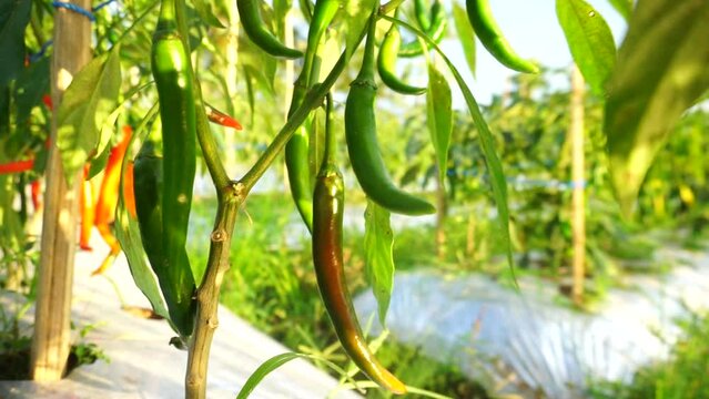 chili plants that grow abundantly on plantations