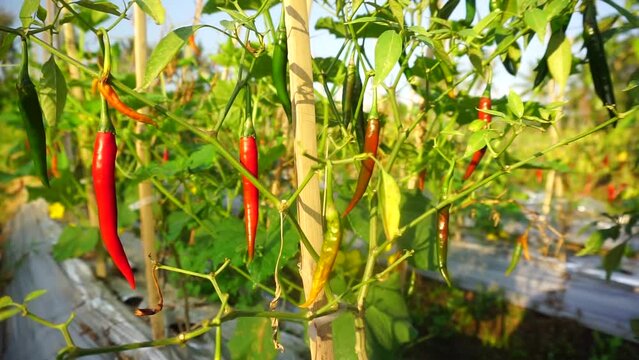 chili plants that grow abundantly on plantations