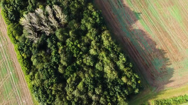 Top down view over farmland in the English countryside. Gliding over the plowed fields showing blocks of trees