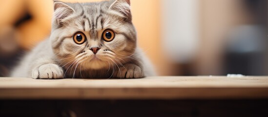 A sweet Scottish fold in a close up photo - Powered by Adobe