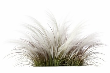 Landscaping white feather overgrown grass cut out backgrounds 3d illustration, Generative AI 