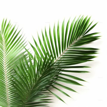 Green palm leaves foliage white background 3d rendering, Generative AI 