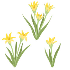 yellow star-of-Bethlehem, gagea, spring flowers, vector drawing wild plants at white background, floral elements, hand drawn botanical illustration