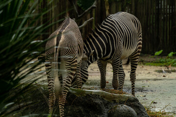 Fototapeta na wymiar Beautiful zebra animals are eating grass, mother and child zebras