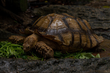 Close up African spurred tortoise eating, Slow life
