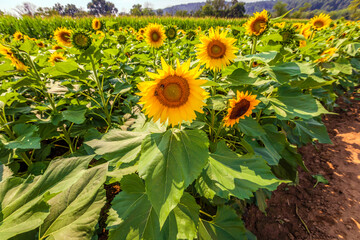 Sunflower fields in full bloom