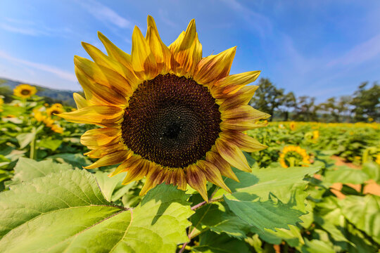 Sunflower fields in full bloom