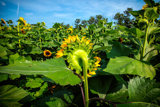 Sunflower fields in full bloom