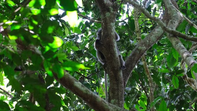 Hiding behind the trunk of the tree while looking to the left and peeking, Spectacled Leaf Monkey Trachypithecus obscurus, Thailand