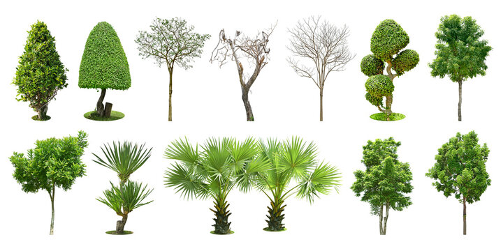 Collection Trees and bonsai green leaves. total 13 trees. (png)
 Tree without leaves Black trunk and branches. (autumn)	 	