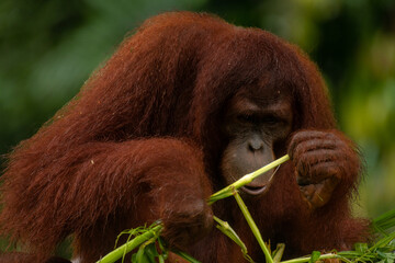 Adult orangutan busy with eating leaves on a rainy day, close up portrait