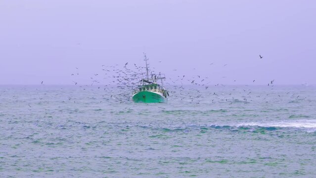 Fishing boat surrounded by seagulls on a stormy afternoon