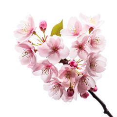 Cherry blossoms in bloom isolated on transparent background