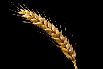 wheat ears isolated on black background. Closeup shot of a wheat ear.