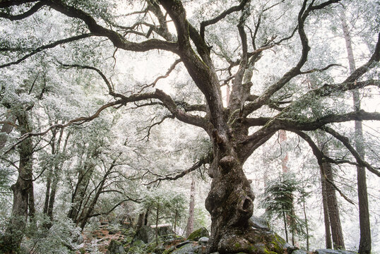 A California blak oak dusted with snow in Camp Four aka Sunnyside Campground in Yosemite National Park, California
