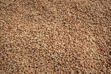 Dried coffee beans,Coffee beans are dried in a greenhouse.