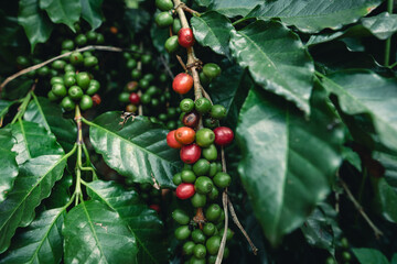 Cherry coffee beans tree,Fresh coffee that is ripening