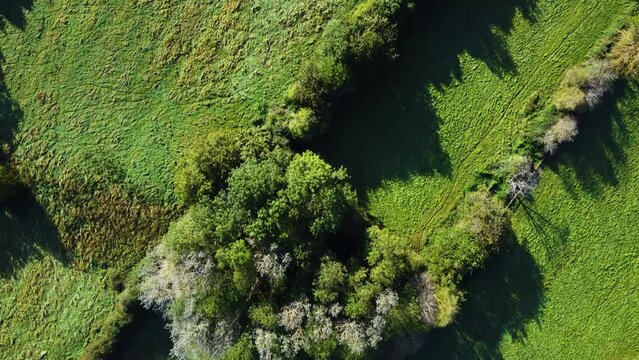 Slowly moving over grassy fields. Top down view showing a neat row of trees separating the green grass fields below. 