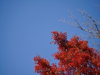 紅く色づいたカエデと青空