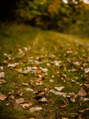 autumn leaves in the forest