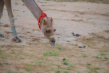 A camel eats thorns in the desert steppe