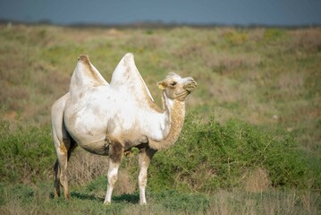 One white lonely camel walks on the steppe