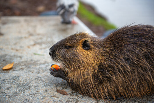 One beaver eating carrots on the shore