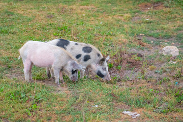 Two pigs eating in nature looking for food