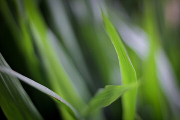 Natural odot grass is food for mammals such as cows and goats. grass wallpaper. selective focus
