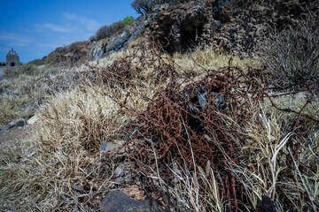A coil of rusty barbed wire on the side of the road.