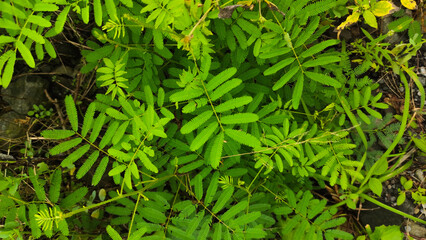 leaves of Mimosa pudica plant, also known as touch-me-not plant or shame plant. it is known for its...