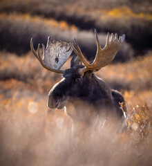 Bull Shiras Moose - alces alces - standing in willows Colorado, USA