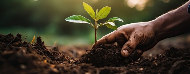 A man's hand is hoeing a young green sprout with earth. The concept of caring for a new generation.