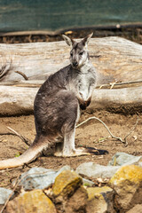 Brown dwarf kangaroo sitting in the park