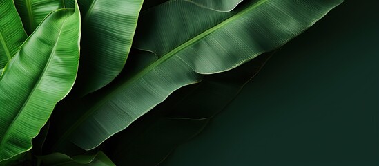 Close up view of a big leaf from a banana plant - obrazy, fototapety, plakaty