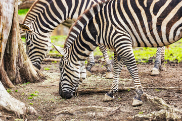 Fototapeta na wymiar Grant's zebra equus quagga boehmi. Animal protection concept