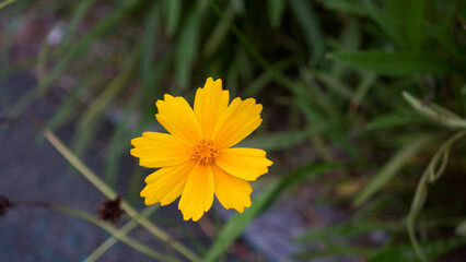 yellow flowers blooming in the grass