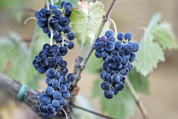 Gros plan sur des grappes de raison dans un vignoble en Toscane