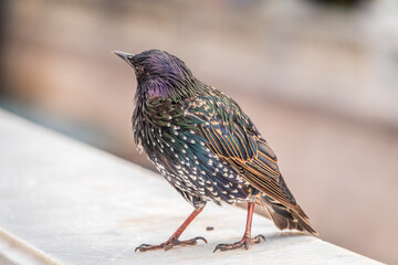 The common starling or Sturnus vulgaris or the European starling. Sitting on the fence in the garden in springtime.